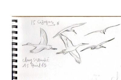 Cigogne blanche