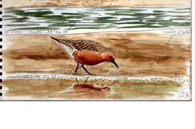 Bécasseau maubèche