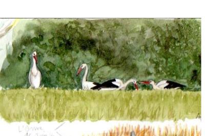 Cigogne blanche