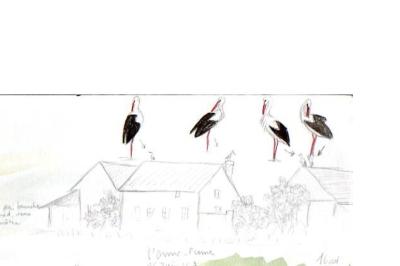 Cigogne blanche
