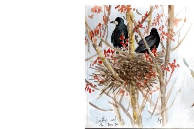 Corbeau freux
