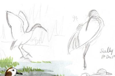 Ibis sacré