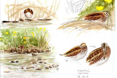 Bécassine sourde