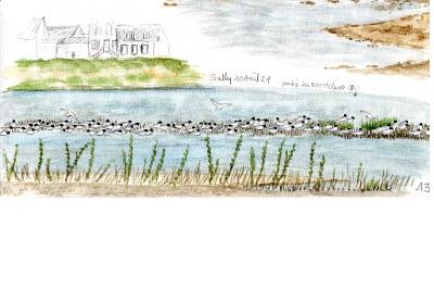 Mouette mélanocéphale