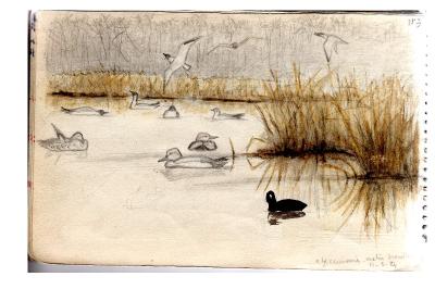 Canard chipeau