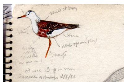 Calidris pugnax