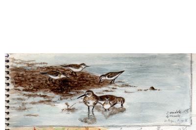 Bécasseau minute
