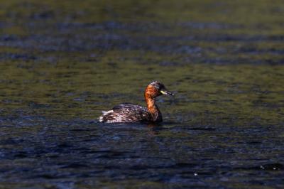 Tachybaptus ruficollis