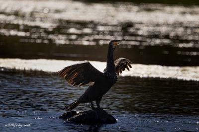 Grand Cormoran