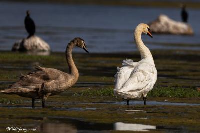 Cygne tuberculé