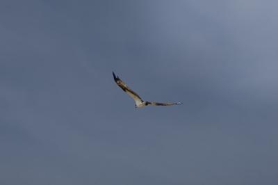 Balbuzard pêcheur