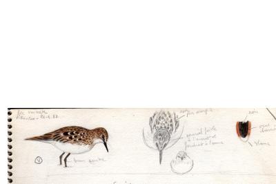 Calidris minuta
