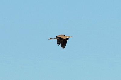 Ardea cinerea