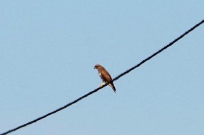 Buse variable