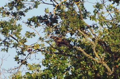 Buse variable