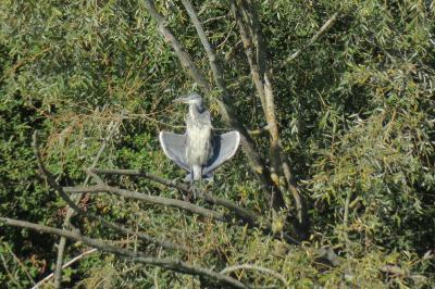 Grande Aigrette