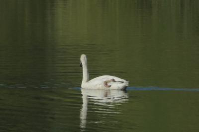Cygne tuberculé