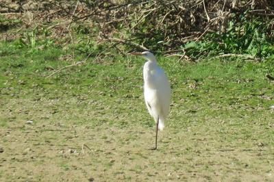 Grande Aigrette