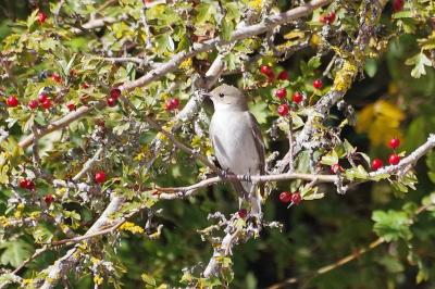 Ficedula hypoleuca