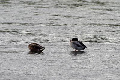 Canard colvert