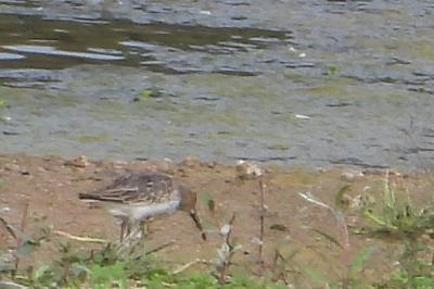 Bécasseau variable