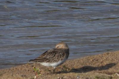 Bécasseau variable