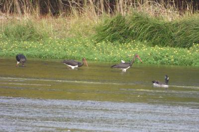 Cigogne noire