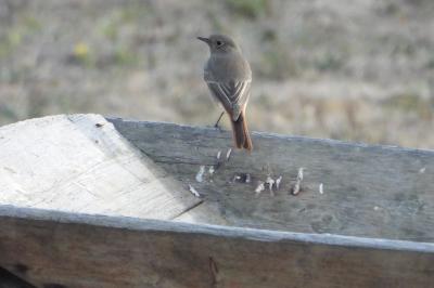 Phoenicurus ochruros