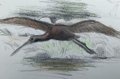 Ibis falcinelle