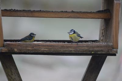 Mésange bleue