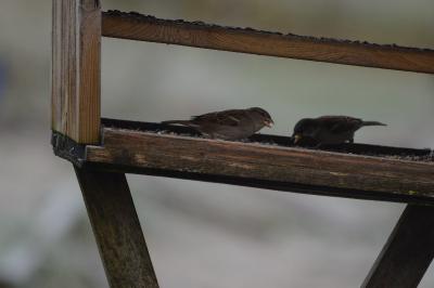 Passer domesticus