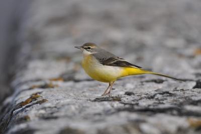 Motacillidae