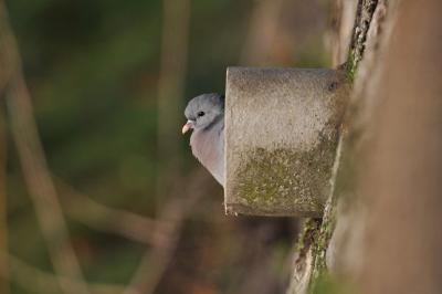 Pigeon colombin