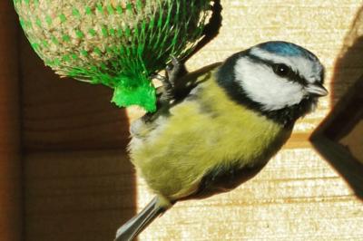 Mésange charbonnière