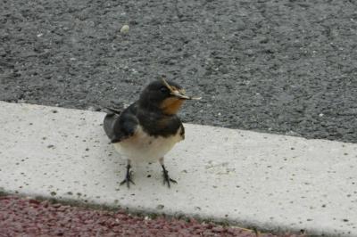 Hirondelle rustique