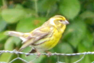 Serin cini