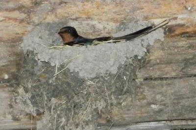 Hirondelle rustique