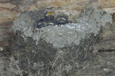 Hirondelle rustique