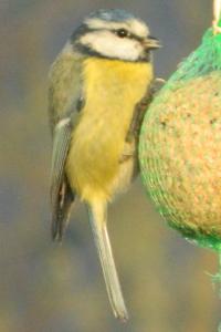 Mésange bleue