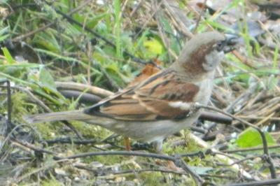 Moineau domestique