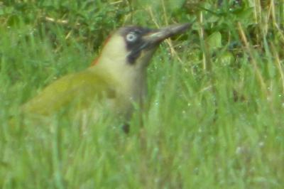 Picus viridis