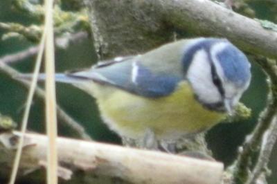 Mésange bleue