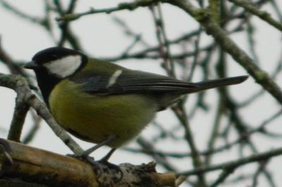 Mésange charbonnière