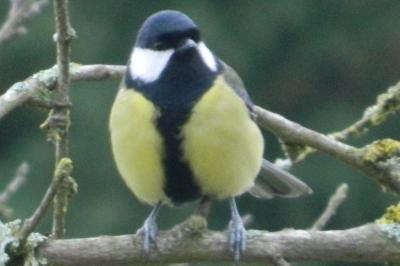 Mésange charbonnière