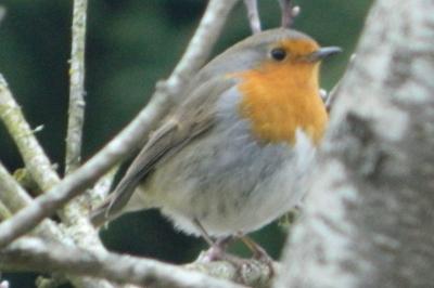 Erithacus rubecula
