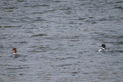 Mergus merganser