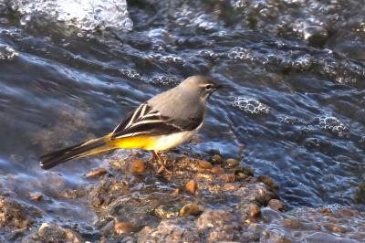 Motacilla cinerea