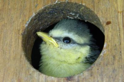Mésange bleue