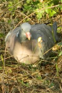 Pigeon ramier