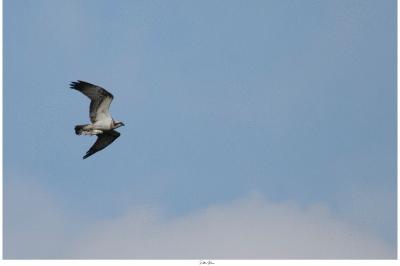 Balbuzard pêcheur